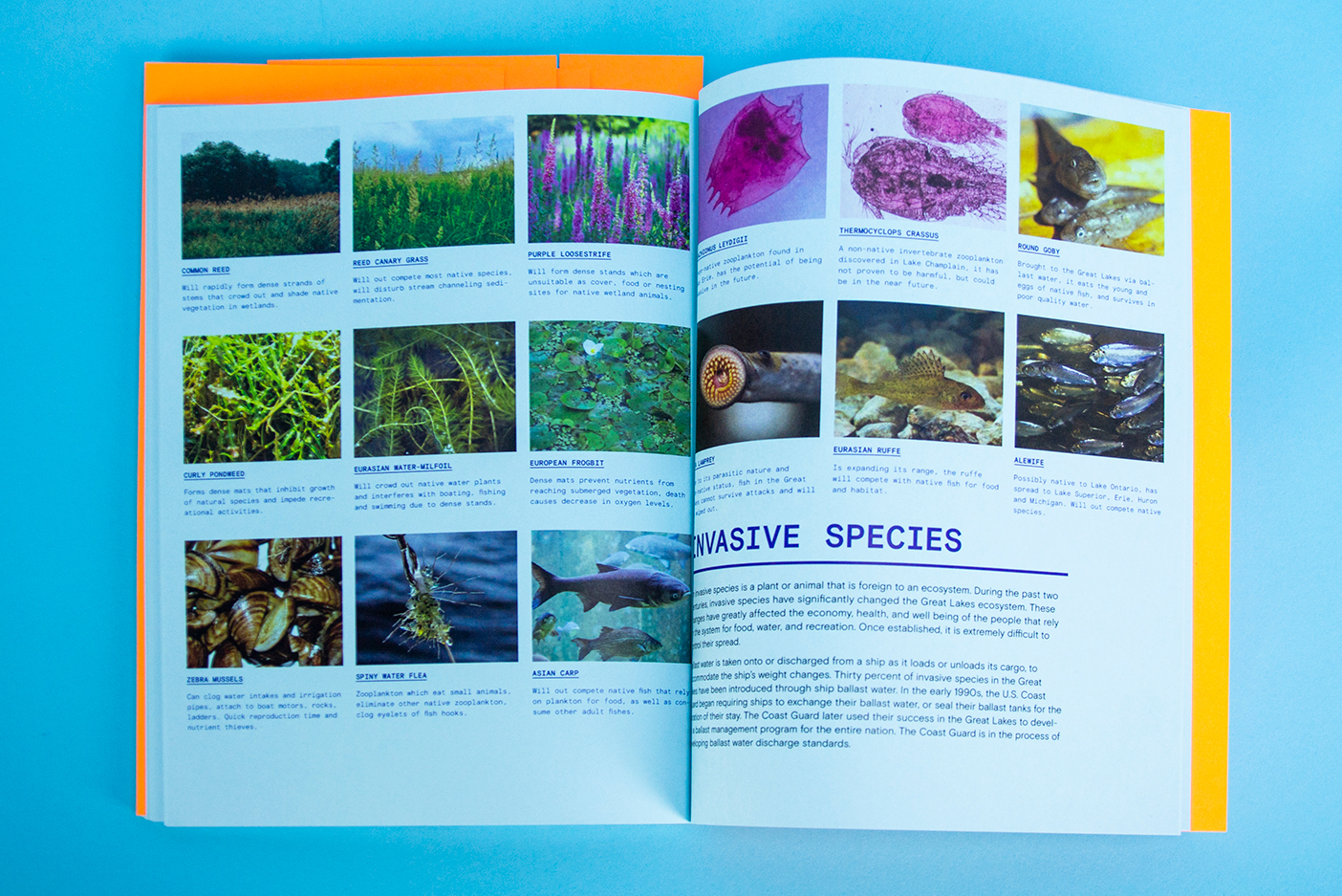 Two page spread, image grid of invasive species